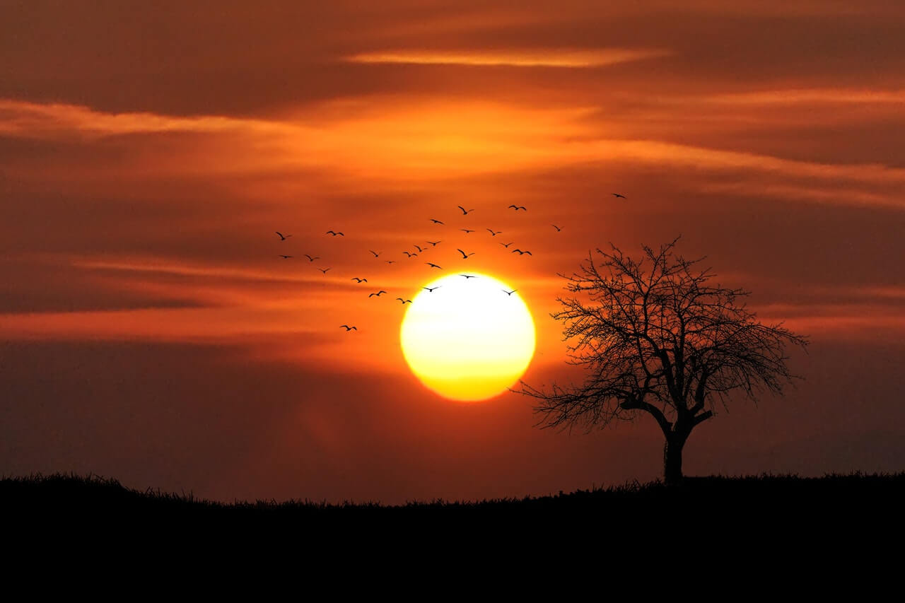 sunset trees birds